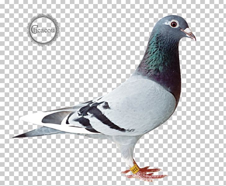 Racing Homer Homing Pigeon Columbidae Bird Pigeon Racing PNG, Clipart, Animals, Beak, Bird, Breed, Columbidae Free PNG Download