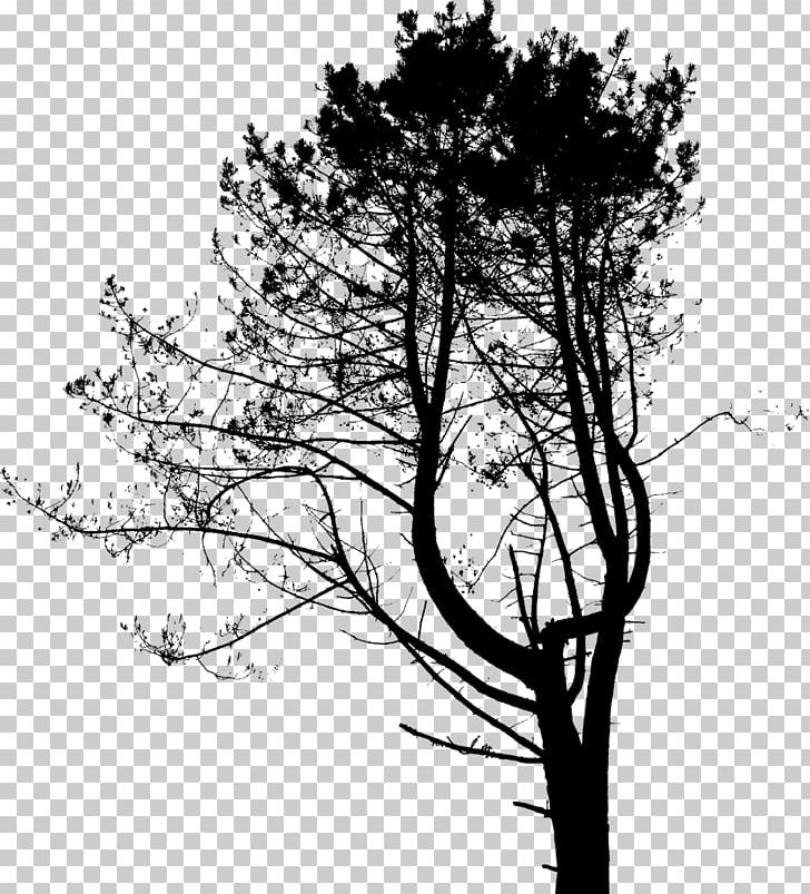 Twig Plant Stem Leaf Pine Silhouette PNG, Clipart, Black And White, Branch, Family, Flora, Flower Free PNG Download