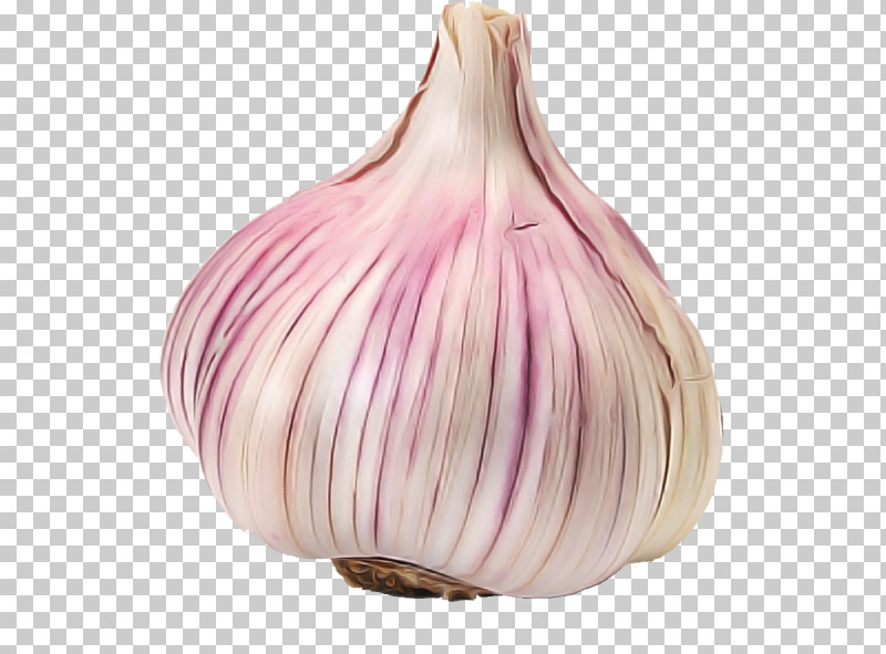 Garlic Red Onion Shallot Purple Red PNG, Clipart, Garlic, Onion, Purple, Red, Red Onion Free PNG Download