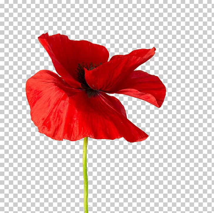 Common Poppy Opium Poppy Hibiscus Red PNG, Clipart, Annual Plant, China Rose, Color, Coquelicot, Cut Flowers Free PNG Download