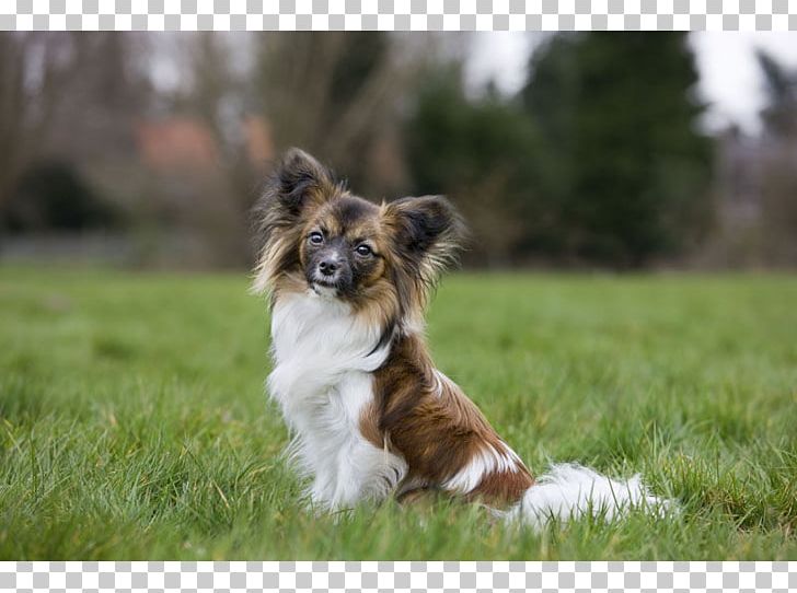 Elo Shetland Sheepdog Australian Shepherd Icelandic Sheepdog Border Collie PNG, Clipart, Border Collie, Carnivoran, Companion Dog, Dog Breed, Dog Breed Group Free PNG Download