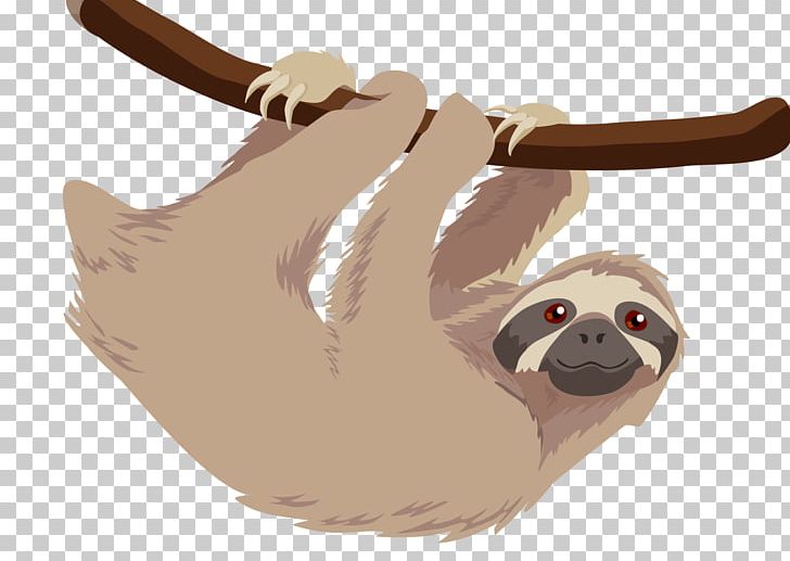Hoffmann's Two-toed Sloth T-shirt Baby Sloths Three-toed Sloth PNG, Clipart, Baby, Baby Sloths, Bag Tag, Carnivoran, Clothing Free PNG Download