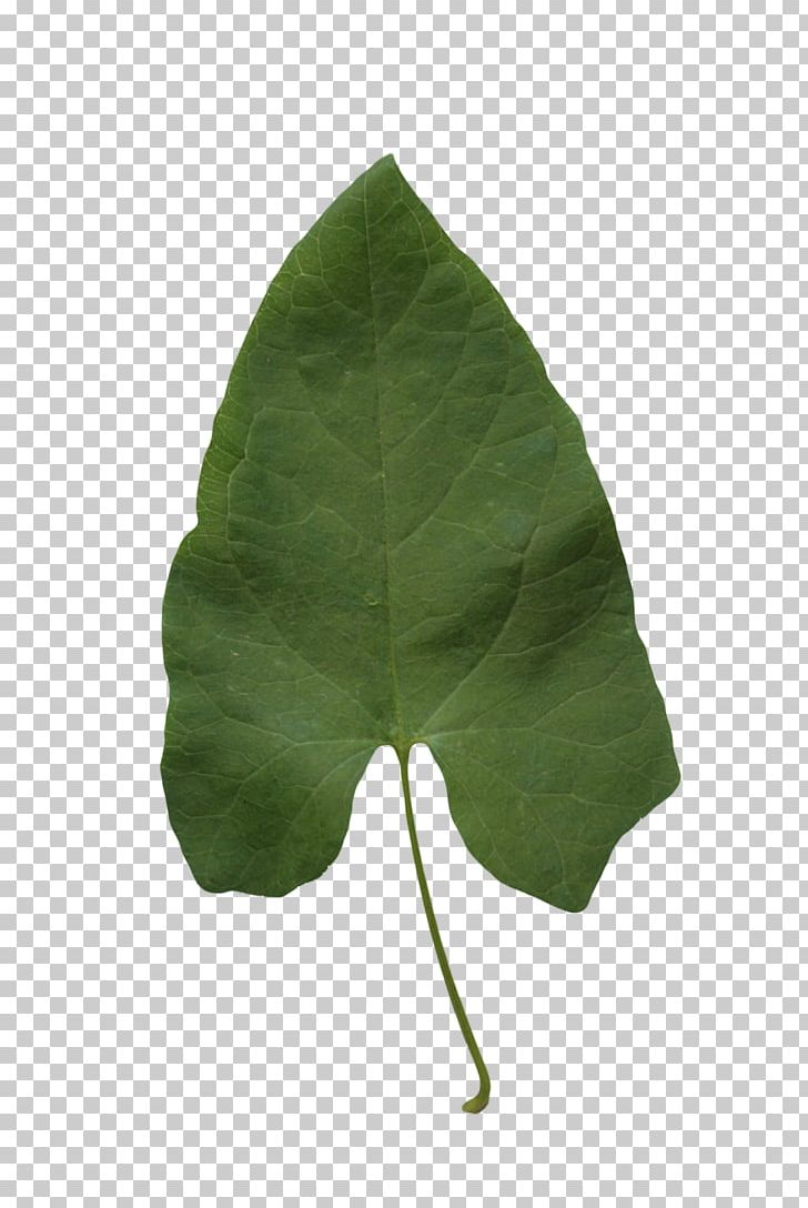 Leaf Alpha Compositing Plant PNG, Clipart, 2d Computer Graphics, Alpha Compositing, Display Resolution, Email, Email Address Free PNG Download