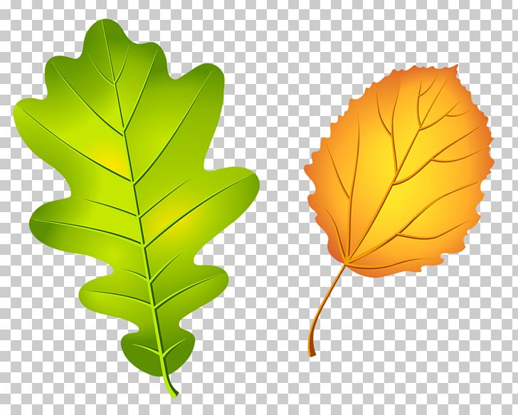 Oak Leaf Cluster Acorn Tree PNG, Clipart, Acorn, Autumn, Autumn Tree, Brined Pickles, Coloring Book Free PNG Download