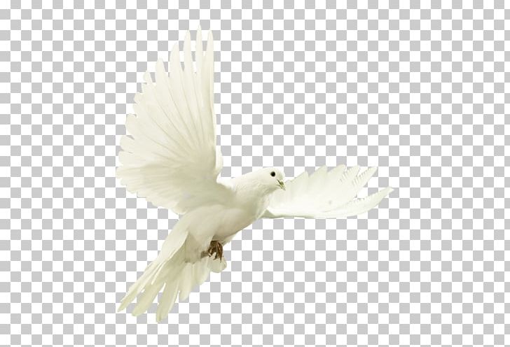 Columbidae Bird Domestic Pigeon Stock Photography PNG, Clipart, Animals, Beak, Bird, Bird Flight, Bird Of Prey Free PNG Download