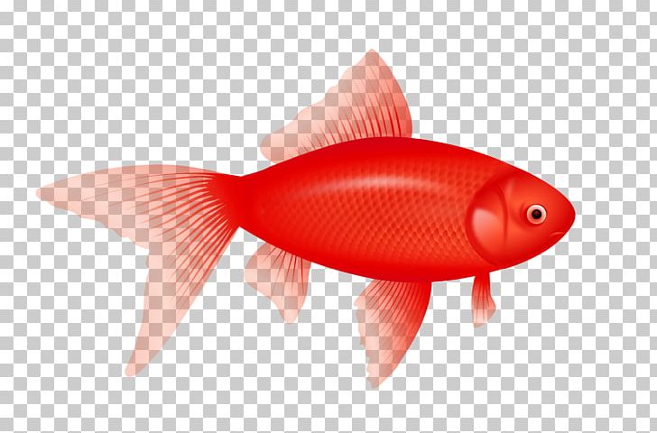 Fish PNG, Clipart, Fish Free PNG Download