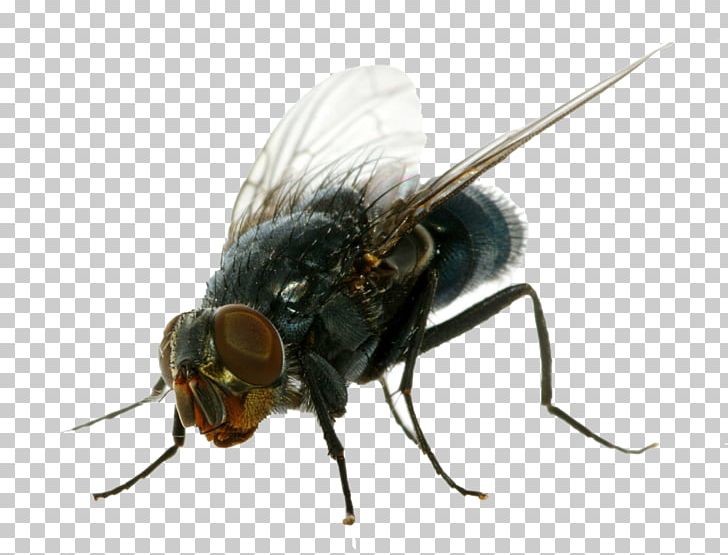 Insect Housefly Cockroach Portable Network Graphics PNG, Clipart, Animals, Arthropod, Bee, Cockroach, Common Fruit Fly Free PNG Download
