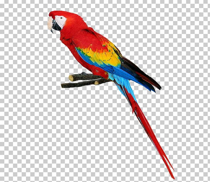 Parrot Bird PNG, Clipart, Animal, Animals, Beak, Bird, Common Pet Parakeet Free PNG Download