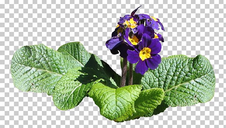 Purple Ipomoea Nil Violet PNG, Clipart, Download, Flower, Flowering Plant, Flowerpot, Glory Free PNG Download