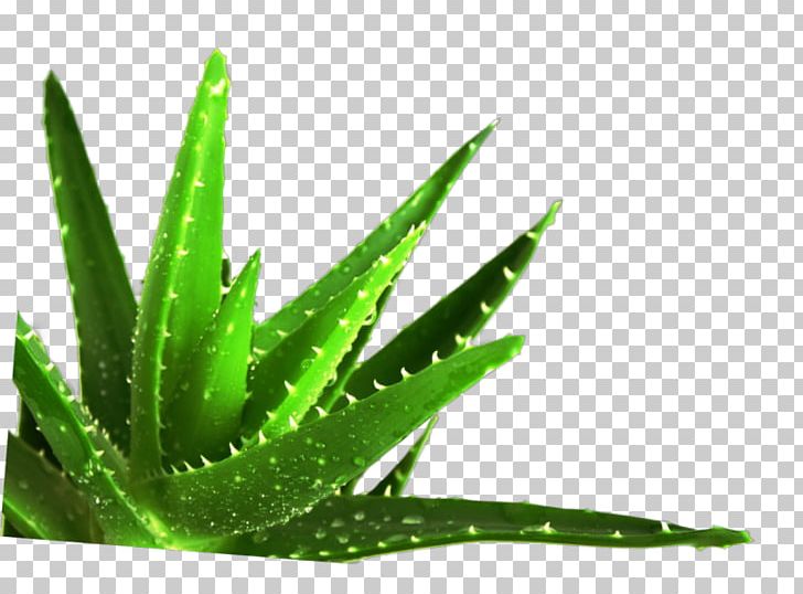 Aloe Vera Succulent Plant Medicine Medicinal Plants PNG, Clipart, Aloe, Aloe Vera, Food Drinks, Gel, Healing Free PNG Download