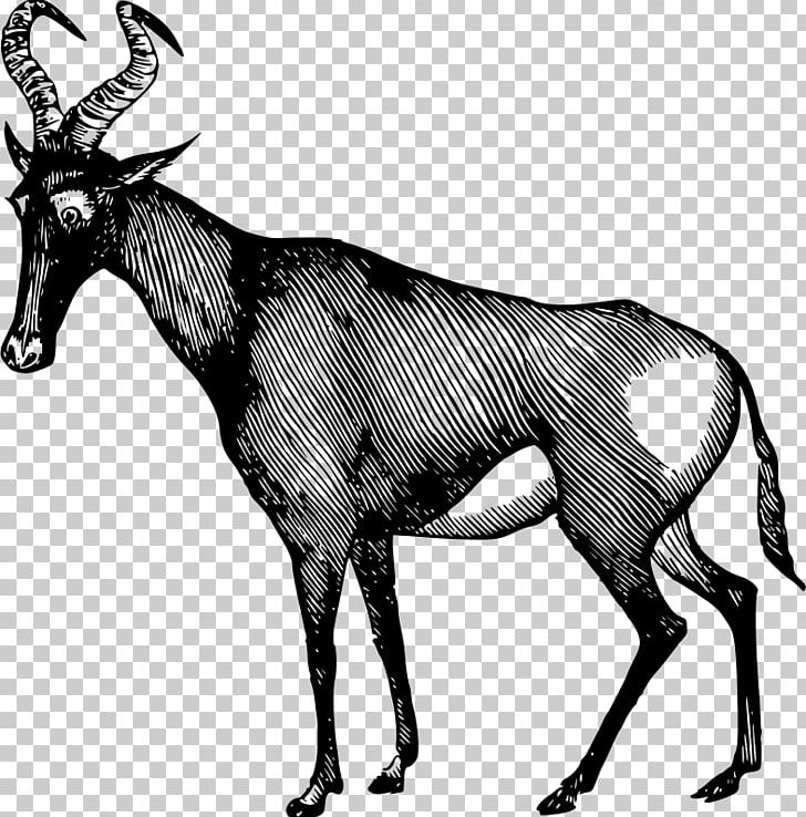Antelope Gemsbok Horn PNG, Clipart, Africa, Antelope, Antilop, Antler, Black And White Free PNG Download