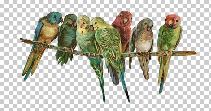Parakeet Portable Network Graphics Christmas Day Macaw PNG, Clipart, Beak, Bird, Christmas Day, Common Pet Parakeet, Desktop Wallpaper Free PNG Download