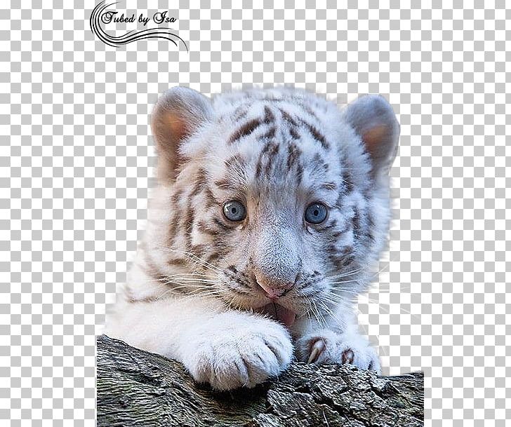 white siberian tigers cubs