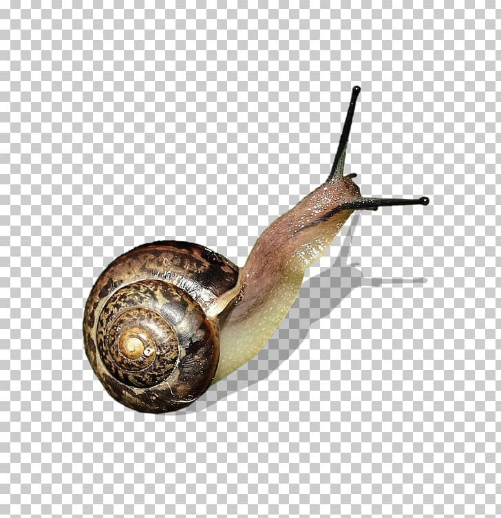 Snail Orthogastropoda PNG, Clipart, Animal, Animals, Decoration, Diagram, Elephant Free PNG Download