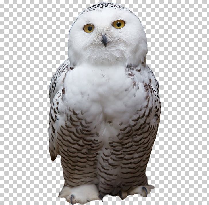 Snowy Owl Bird Mouse PNG, Clipart, Animal, Animals, Barn Owl, Barred Owl, Beak Free PNG Download