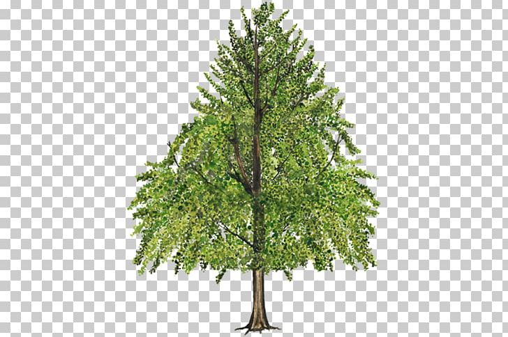 Tree American Sweetgum Branch Leaf Fir PNG, Clipart, American Sweetgum, Bark, Branch, Christmas Tree, Conifer Free PNG Download