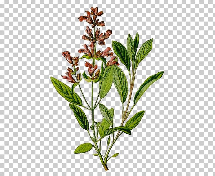 Common Sage Herbalism Botanical Illustration Medicinal Plants PNG, Clipart, Anise, Arborvitae, Botanical Illustration, Botanical Name, Botany Free PNG Download