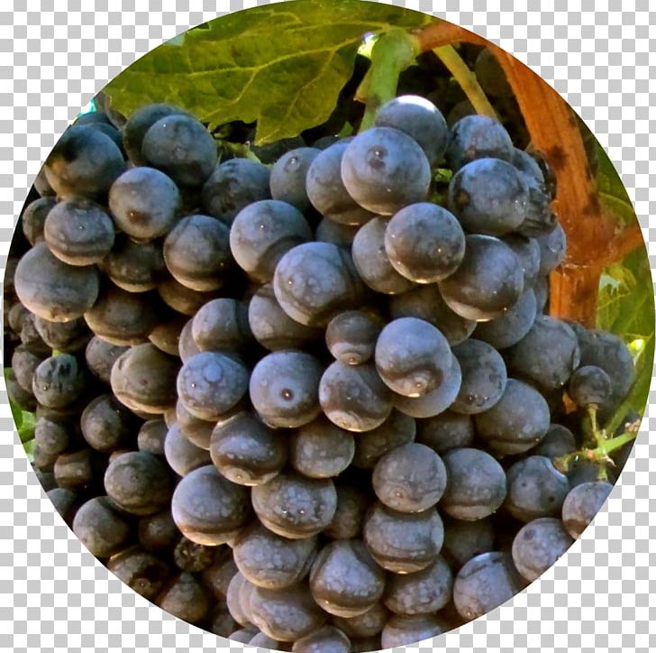 Grape Alicante Bouschet Red Wine Vitis Aestivalis PNG, Clipart, Bilberry, Blueberry, Common Grape Vine, Food, France Free PNG Download