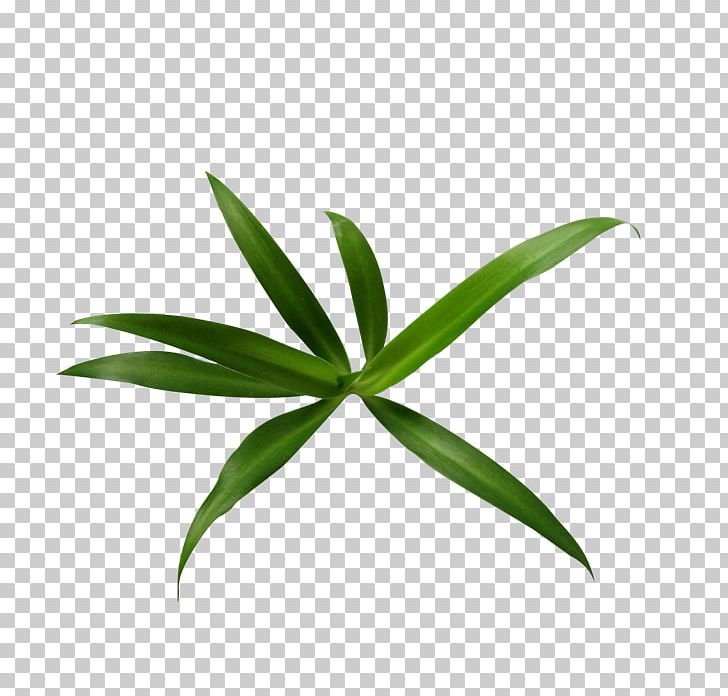 JPEG Network Graphics Leaf PNG, Clipart, Bamboo, Blog, Bulletin Board System, Clip Art, Computer Network Free PNG Download