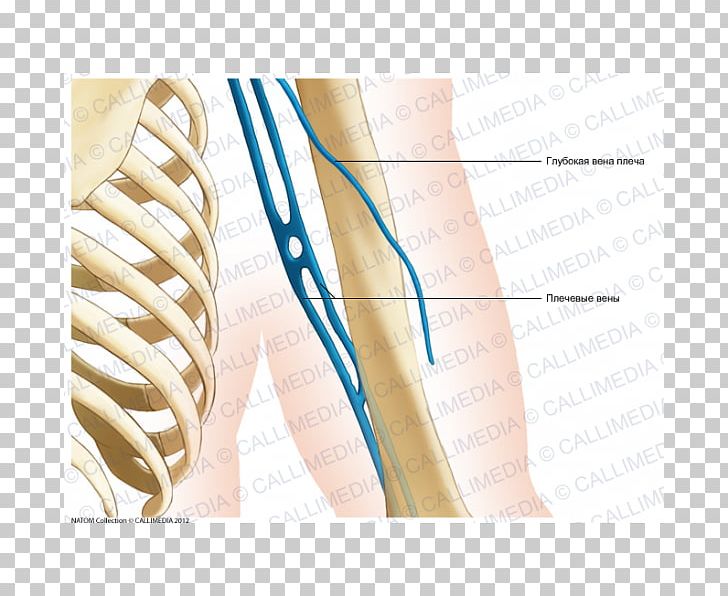 Posterior Compartment Of The Arm Nerve Coronal Plane Augšdelms Elbow PNG, Clipart, Abdomen, Anatomy, Angle, Arm, Bone Free PNG Download