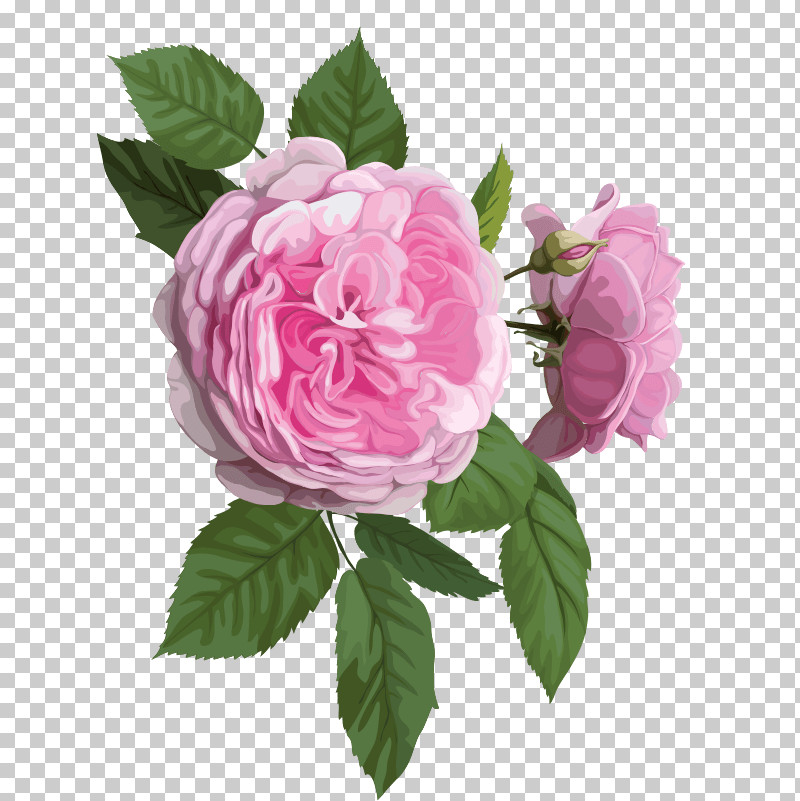 Garden Roses PNG, Clipart, Artificial Flower, Camellia, Common Peony, Cut Flowers, Floribunda Free PNG Download