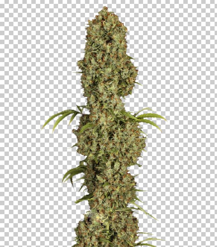 Cannabis Seed Cultivar Kush Grow Shop PNG, Clipart, Cannabidiol, Cannabis, Cultivar, Diamond, Dutch Free PNG Download