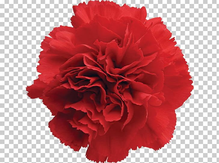 Carnation Cut Flowers Garden Roses Red PNG, Clipart, Carnation, Cut Flowers, Dianthus, Flower, Flower Bouquet Free PNG Download