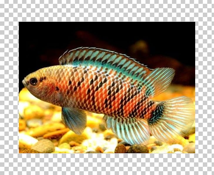 Badis Badis Tropical Fish Aquarium Scarlet Badis PNG, Clipart, Animals, Aquarium, Aquariums, Badi, Badis Badis Free PNG Download