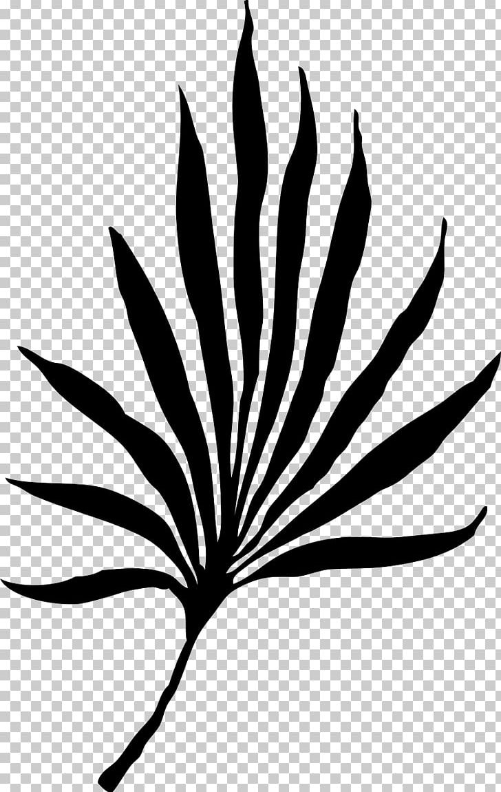 Palm Branch Arecaceae Frond Palm-leaf Manuscript PNG, Clipart, Arecaceae, Black And White, Black Leaf, Branch, Computer Icons Free PNG Download