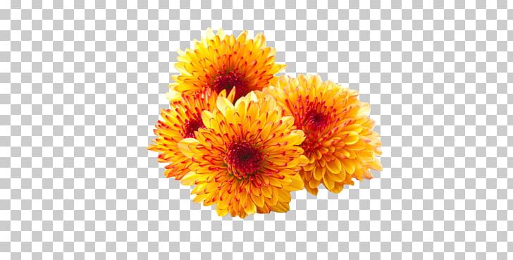Chrysanthemum Flower Desktop PNG, Clipart, Annual Plant, Calendula, Chr, Chrysanthemum Tea, Chrysanths Free PNG Download