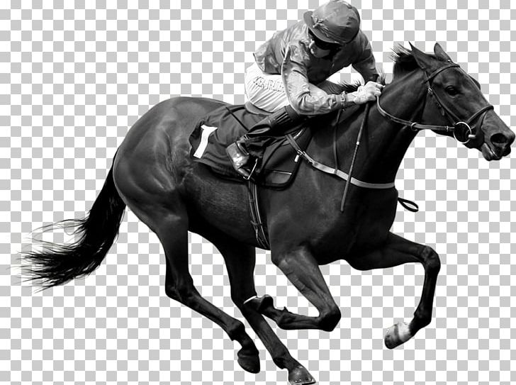 Hunt Seat Stallion Horse Jockey Rein PNG, Clipart, Animals, Animal Sports, Bit, Black And White, Bridle Free PNG Download
