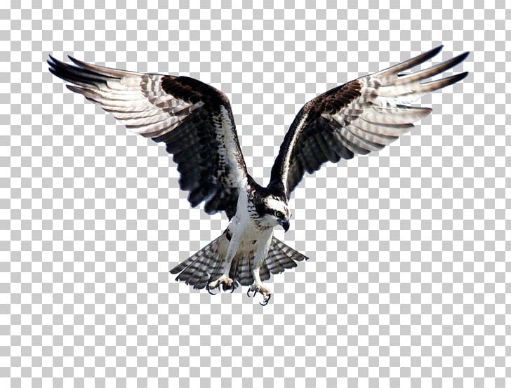 Bird Of Prey Bald Eagle Flight Osprey PNG, Clipart, Accipitriformes, Animals, Bald Eagle, Beak, Bird Free PNG Download