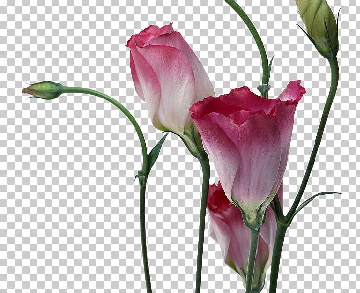 Flower High-definition Television PNG, Clipart, Bud, Computer Monitors, Cut Flowers, Data, Download Free PNG Download