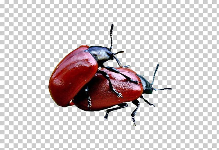 Leaf Beetles Weevil Ladybird Beetle Page PNG, Clipart, Animals, Arthropod, Beetle, Bocek, Gifleri Free PNG Download