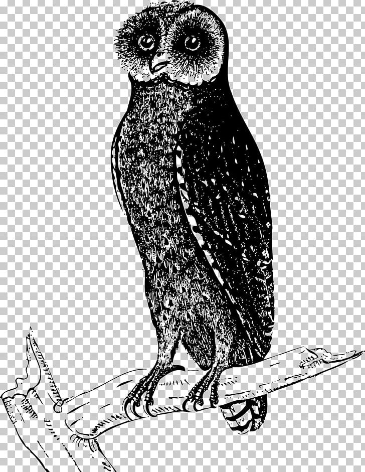 Owl Bird Drawing PNG, Clipart, Animals, Art, Beak, Bird, Bird Of Prey Free PNG Download