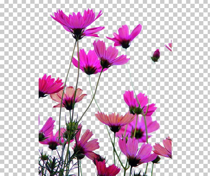 Wildflower Oyster Petal Plant Stem PNG, Clipart, Annual Plant, Blumen, Chrysanthemum, Chrysanths, Cosmos Free PNG Download