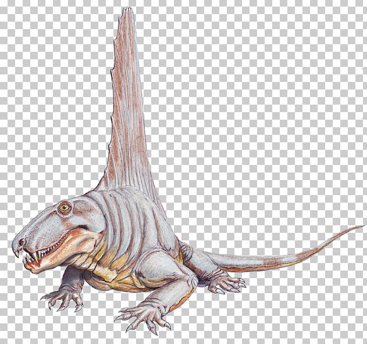 Dimetrodon Limbatus Skull Dimetrodon Loomisi Synapsid Neural Spine Sail PNG, Clipart, Animal Figure, Common, Creative Commons, Dimetrodon, Dimetrodon Limbatus Free PNG Download