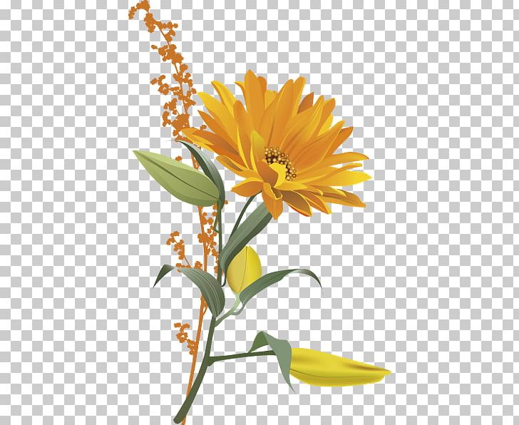 Flower Orange Blossom PNG, Clipart, Calendula, Color, Cut Flowers, Daisy, Daisy Family Free PNG Download