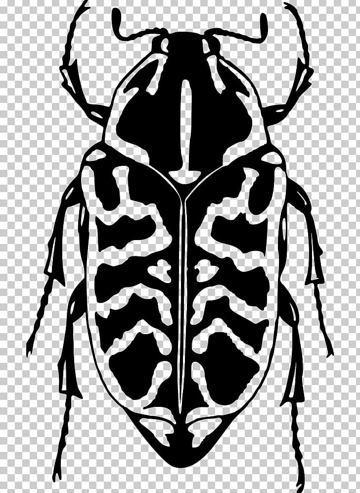 Ladybird Beetle Bark Beetle PNG, Clipart, Animals, Arthropod, Bark Beetle, Beetle, Beetle Bug Free PNG Download