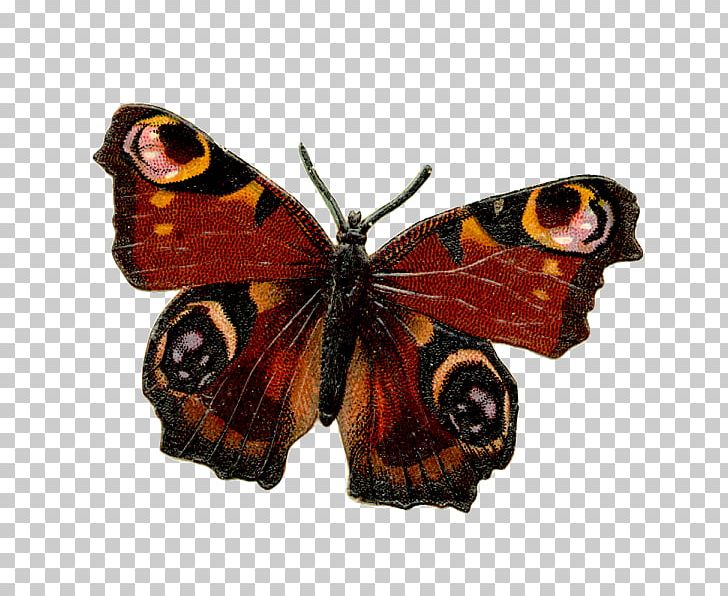 Monarch Butterfly Insect Drawing Tattoo PNG, Clipart, Aglais Io, Arthropod, Brush Footed Butterfly, Butterflies And Moths, Butterfly Free PNG Download