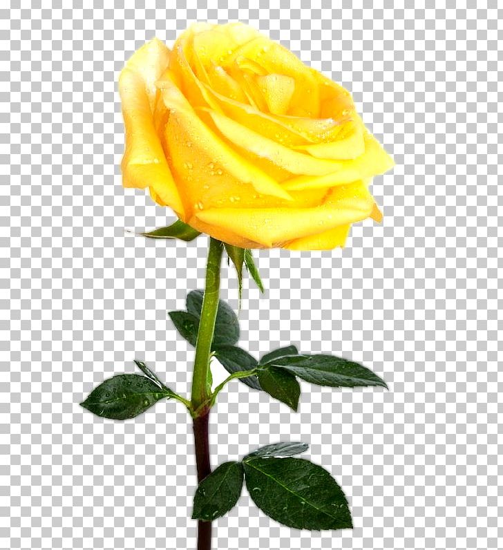Rose Stock Photography Yellow Desktop PNG, Clipart, Austrian Briar, Color, Cut Flowers, Desktop Wallpaper, Floribunda Free PNG Download
