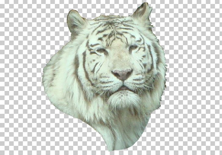 White Tiger Lion Whiskers Wildlife PNG, Clipart, Animal, Animals, Big Cats, Carnivoran, Cat Like Mammal Free PNG Download