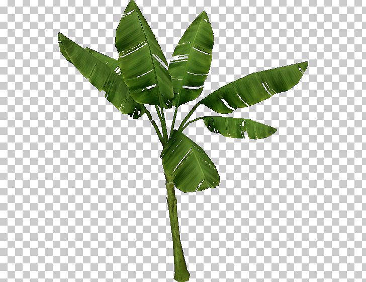 Zoo Tycoon 2 Tree Wiki Plant Temperate Forest PNG, Clipart, Banana, Banana  Leaf, Banana Leaves, Branch,