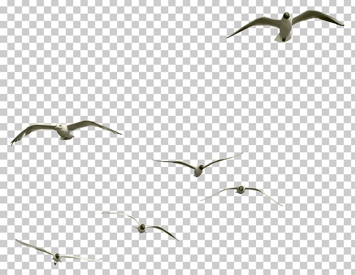 Bird Gulls PNG, Clipart, Angle, Animal, Animals, Beak, Bird Free PNG Download