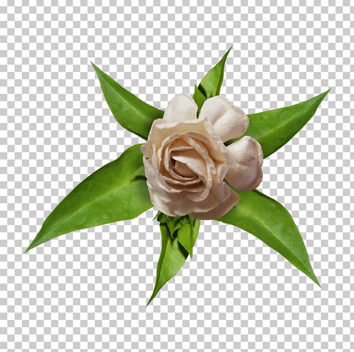Photography PNG, Clipart, Albom, Computer Icons, Cut Flowers, Download, Encapsulated Postscript Free PNG Download