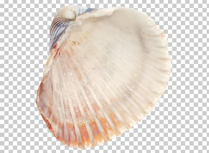 Cockle Seafood Seashell PNG, Clipart, Animals, Castle, Clam, Clams Oysters Mussels And Scallops, Conch Free PNG Download
