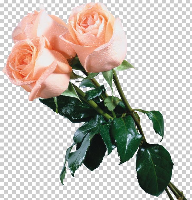 Garden Roses Flower Bouquet PNG, Clipart, Artificial Flower, Artikel, Cut Flowers, Desktop Wallpaper, Drawing Free PNG Download