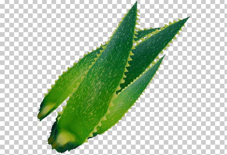 Jugo De Aloe Vera Medicinal Plants Herb PNG, Clipart, Aloe, Aloe Vera, Food, Food Drinks, Gel Free PNG Download
