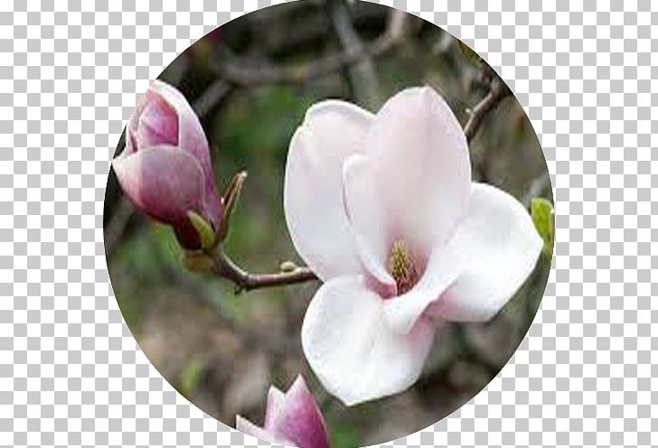 Love Flower Magnolia Hope Virtue PNG, Clipart, Blossom, Branch, Essential Oil, Flower, Flowering Plant Free PNG Download