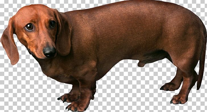 Dachshund Miniature Schnauzer Pit Bull Dog Training Pet PNG, Clipart, Animals, Animal Shelter, Breed, Carnivoran, Companion Dog Free PNG Download